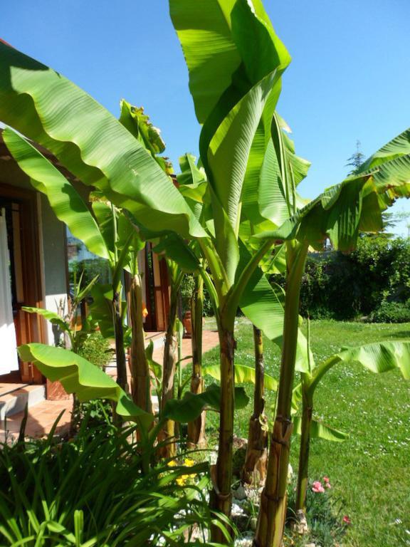 Agriturismo La Quiete Roncofreddo المظهر الخارجي الصورة